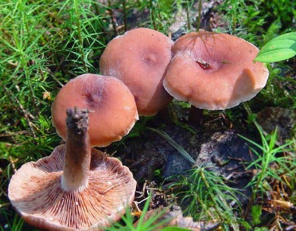   Lactarius camphoratus 